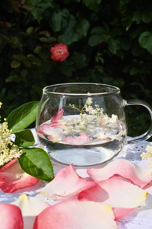 tasse d'eau infusée à la rose et aux fleurs de sureau noir